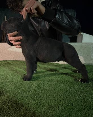 Cuccioli di cane corso con pedigree