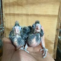 Pappagalli Calopsite