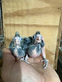 Pappagalli Calopsite