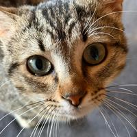 Casper gattino 8 mesi