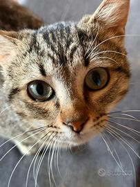 Casper gattino 8 mesi