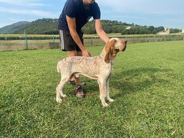 Bracco italiano