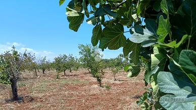 TER. AGRICOLO A POLIGNANO A MARE