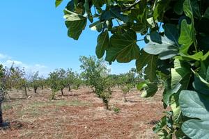TER. AGRICOLO A POLIGNANO A MARE