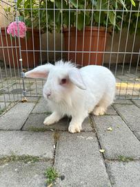 Cuccioli di coniglio maschio