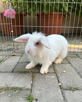 Cuccioli di coniglio maschio