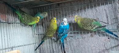 cocoriti selvaggi 
