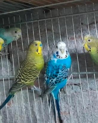 cocoriti selvaggi 
