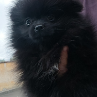 Spitz Pomerania nana