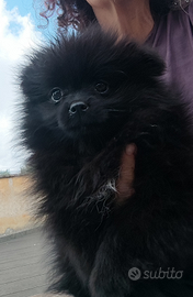 Spitz Pomerania nana