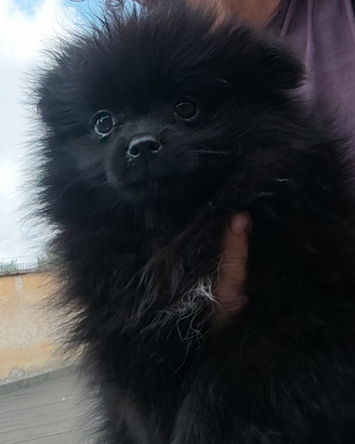 Spitz Pomerania nana