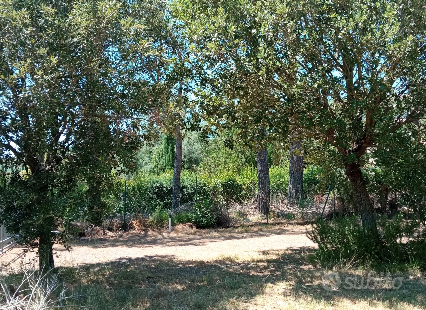 Nido fra gli ulivi - Vista 5