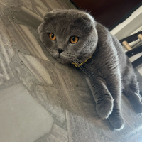 Scottish Fold