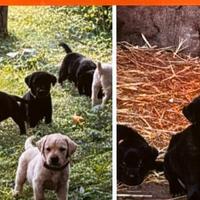 Labrador