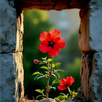 Assistente domiciliare con 20 anni di esperienza -