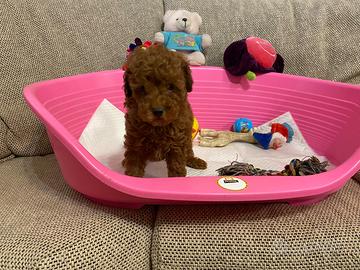 Barboncino Toy con pedigree Enci