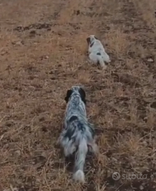 Cuccioli setter inglesi