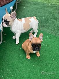 Cuccioli bulldog francese, femmine