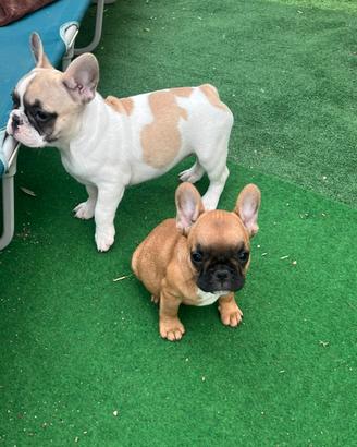 Cuccioli bulldog francese, femmine