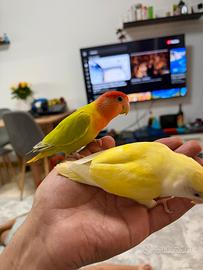 Papagali inseparabili