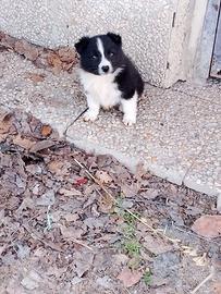 Cani border collie