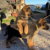 Cuccioli di Pastore Tedesco