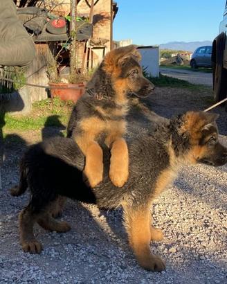 Cuccioli di Pastore Tedesco