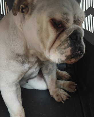 Bull dog inglese