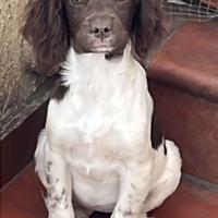 Cuccioli da tartufo/casa