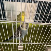 Pappagallini cocorita