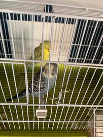 Pappagallini cocorita