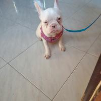 Bulldog Platinum