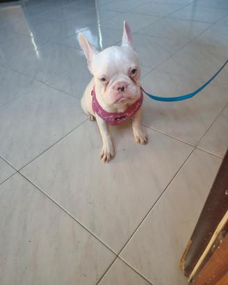 Bulldog Platinum