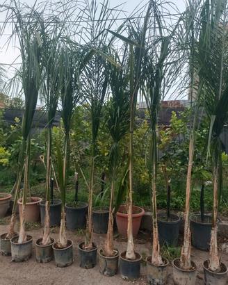 palme cocos 