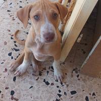 Simil cirneco