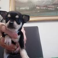 Cucciolo chihuahua