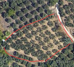 Terreni agricoli con oliveto