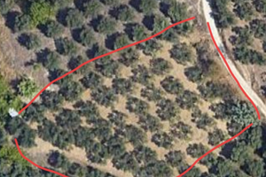 Terreni agricoli con oliveto