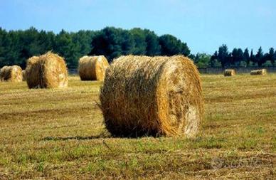 Balloni di fieno di prato 