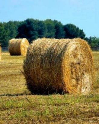 Balloni di fieno di prato 