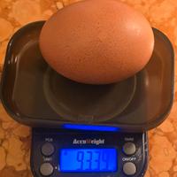 Galli Galline e U.O.V.A di Australorp Cross