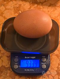 Galli Galline e U.O.V.A di Australorp Cross