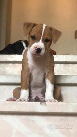 Pitbull terrier
