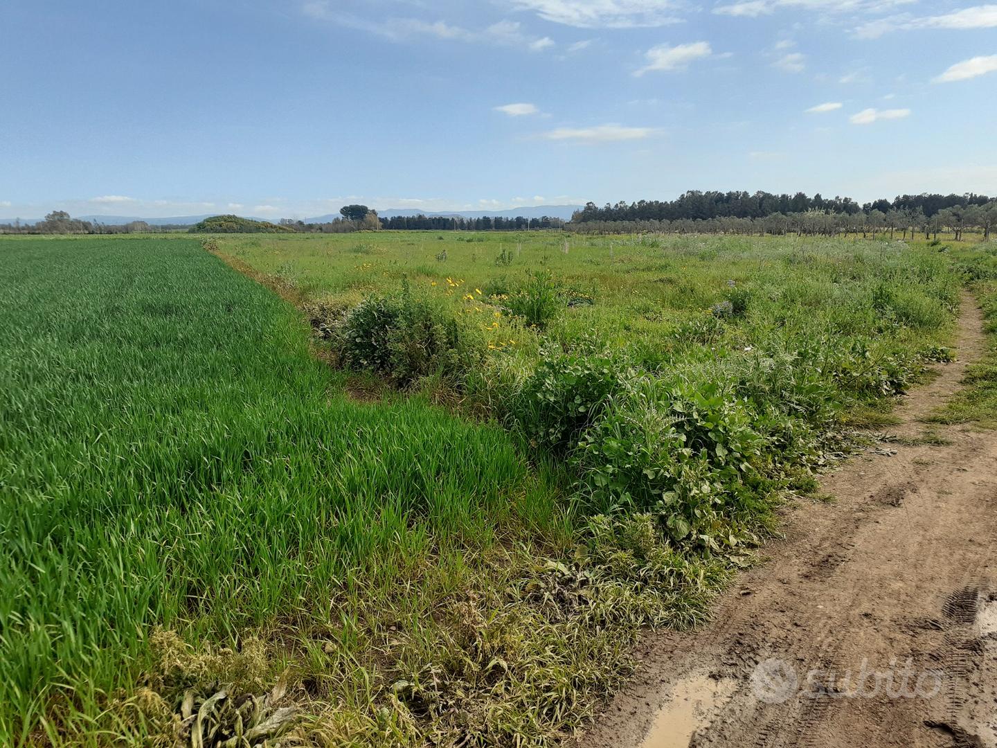 Terreno agricolo irriguo in agro di Villasor - Vista 4