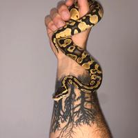 Pitone reale desert ghost con teca