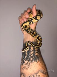 Pitone reale con teca