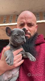 Cuccioli di bulldog francesi blu