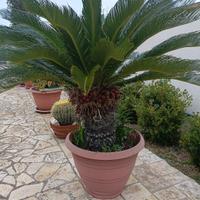 cycas