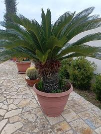 cycas