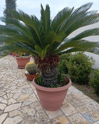 cycas